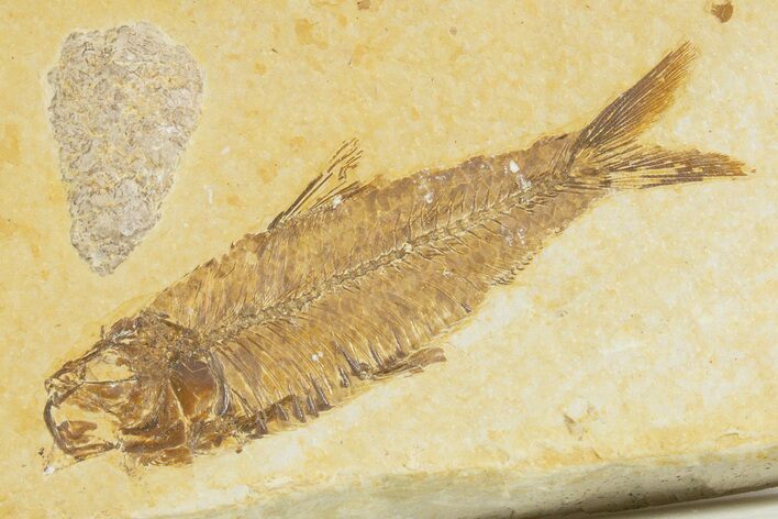 Detailed Fossil Fish (Knightia) - Wyoming #345381